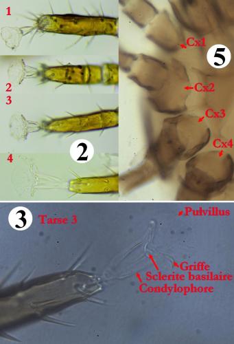 Réf. 234 849 : Neopodocinum meridionalis